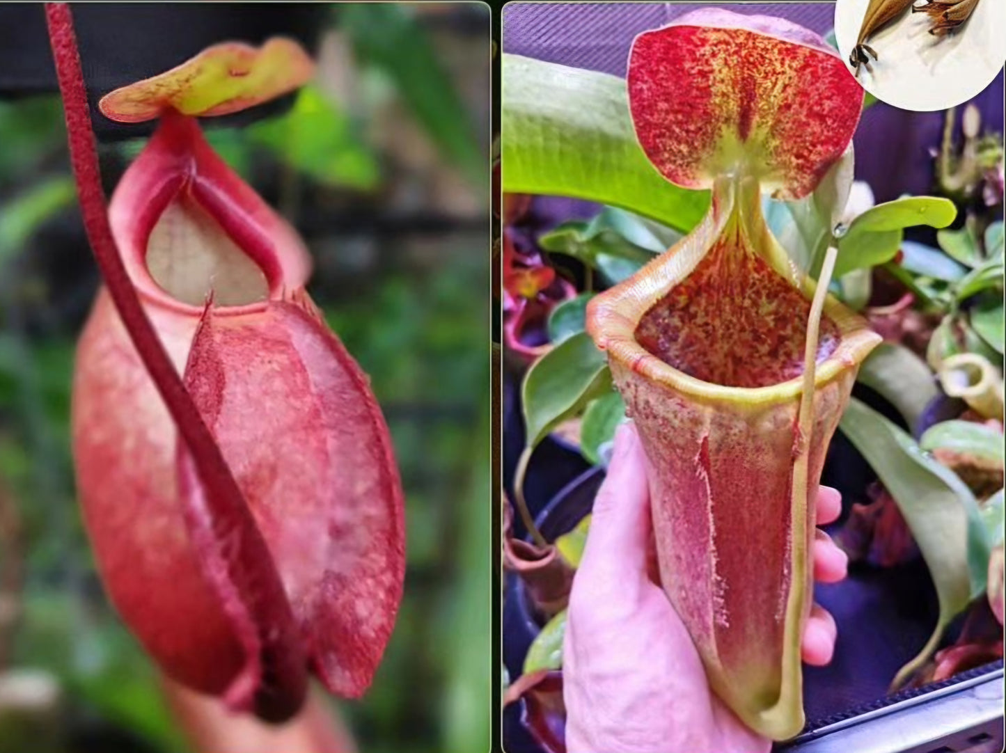 Nepenthes viking x lowii x campanulata 'Giant' PP