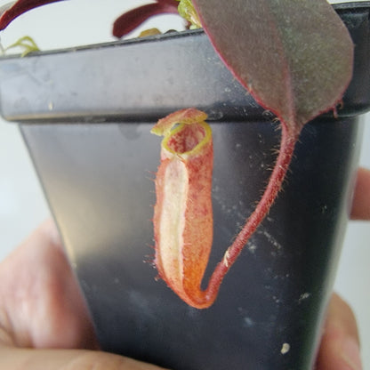 Nepenthes peltata BE *Select Clone*