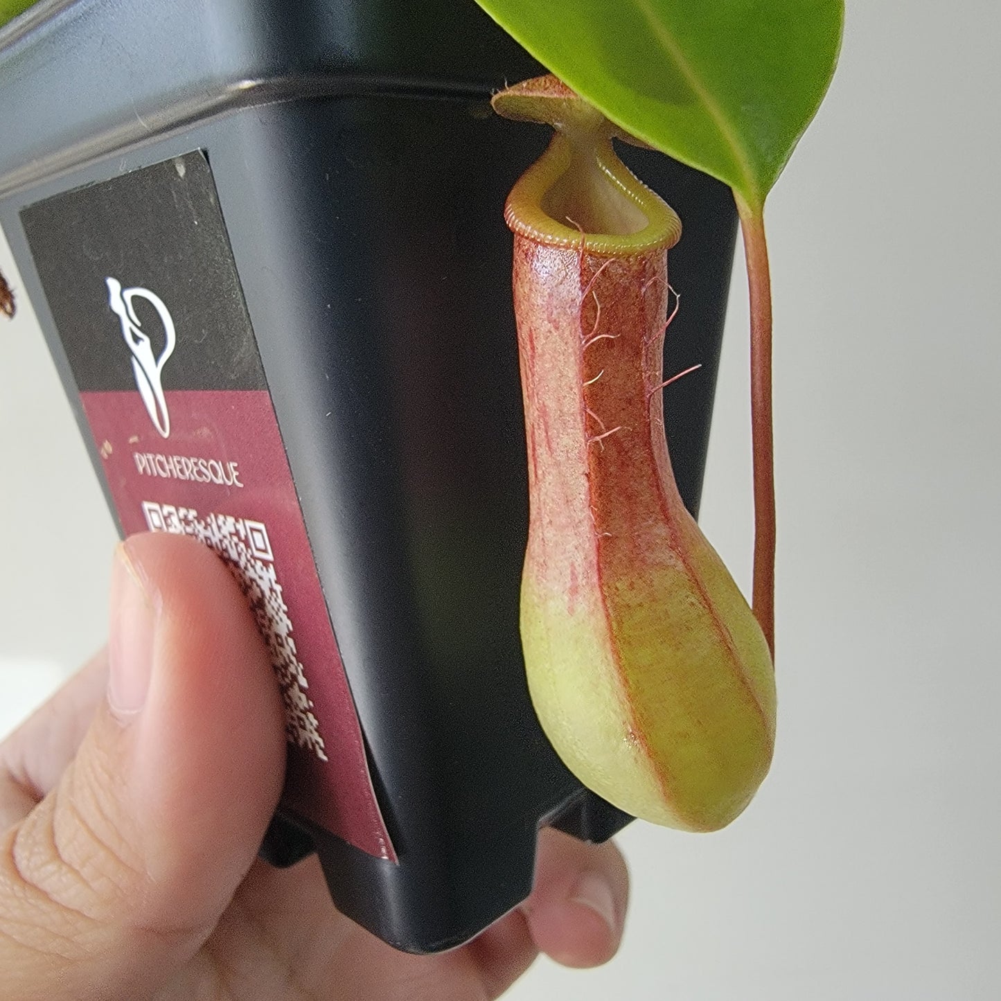 Nepenthes "Ventrata"