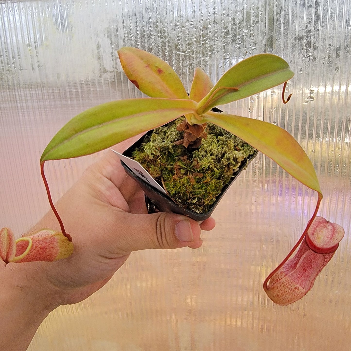 Nepenthes sibuyanensis x merriliana BE