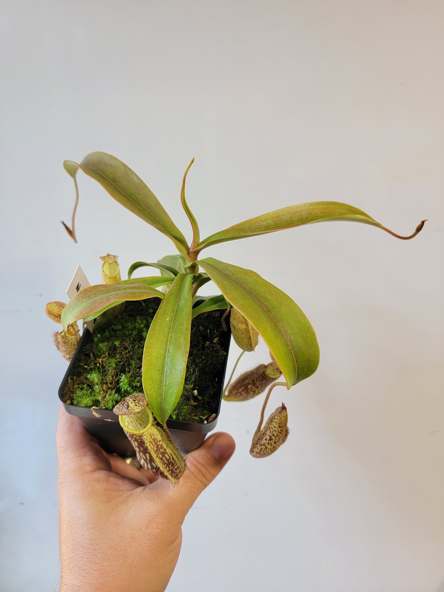 Nepenthes spectabilis 'Sibuyatan' BE