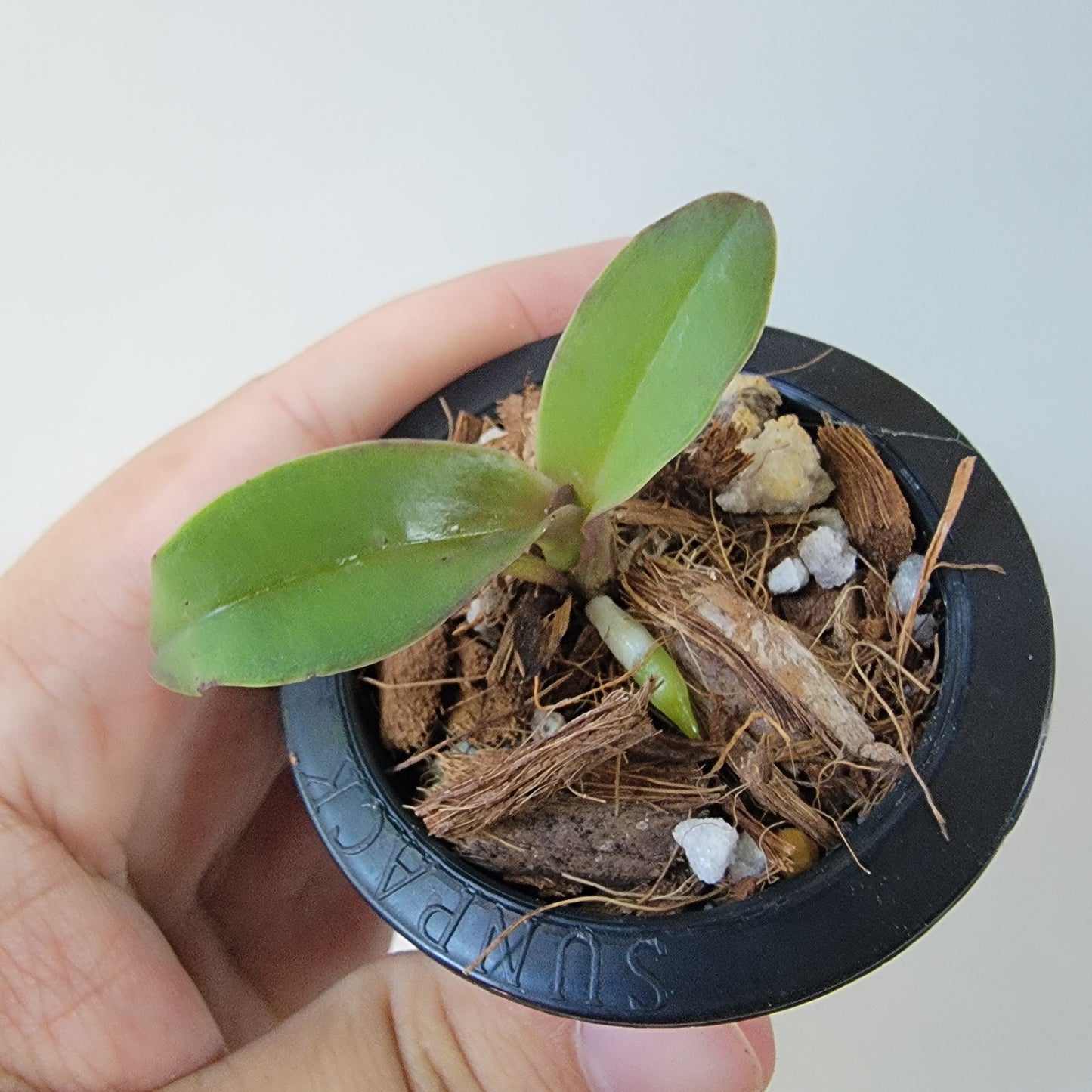 Cattleya Orchid (Culminant 'Les Tuilieres' x Mem. Grant Eichler 'Lenette')