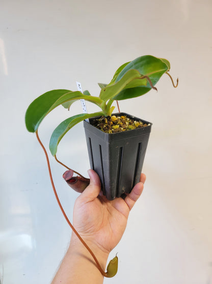 Nepenthes rajah x lowii BE