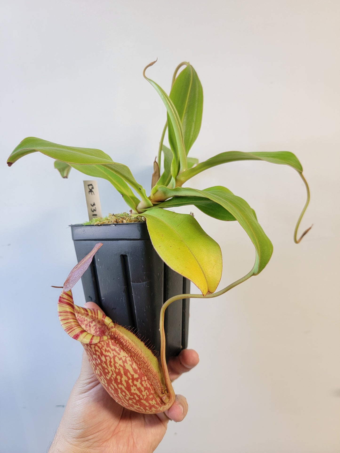 Nepenthes spathulata x spectabilis BE