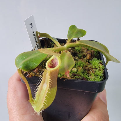 Nepenthes robcantleyi x veitchii 'Sungai Samba' BE