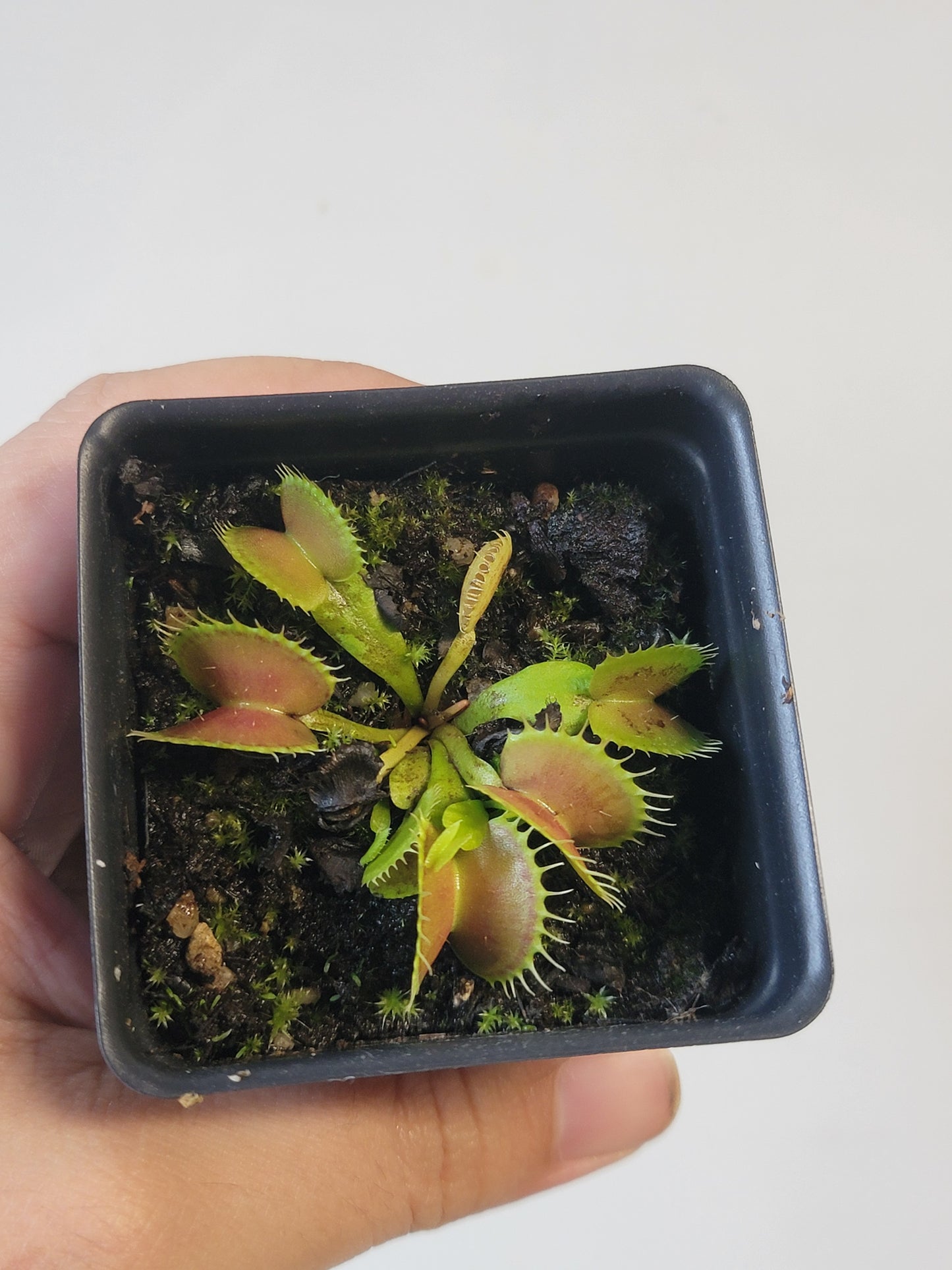 Dionaea musc. "GJ Bloody Nurse"