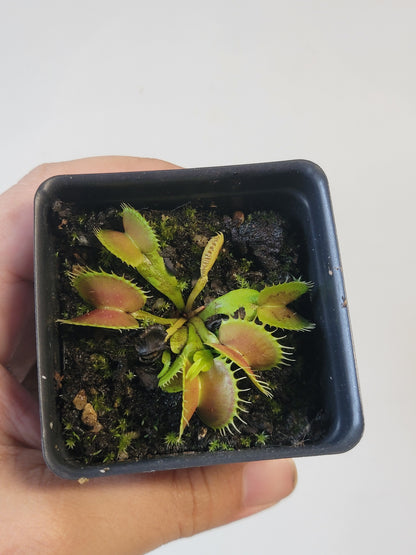 Dionaea musc. "GJ Bloody Nurse"