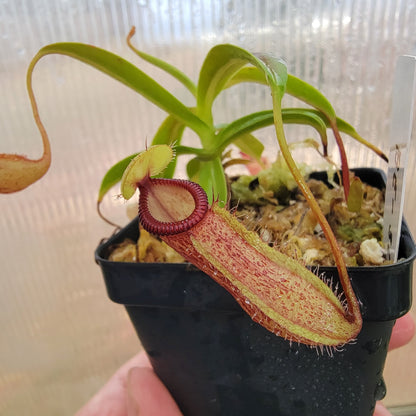 Nepenthes ventricosa x hamata BE