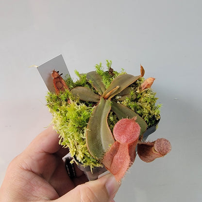 Nepenthes vieillardii BE