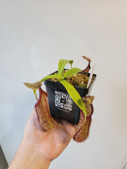 Nepenthes singalana x hamata BE
