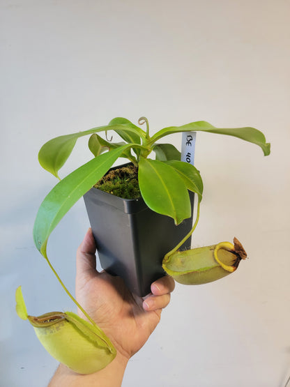 Nepenthes spathulata x ampullaria 'Green' BE