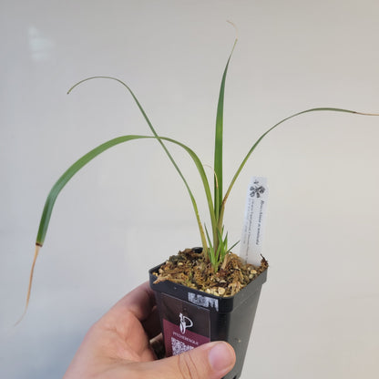 Brocchinia acuminata BCP