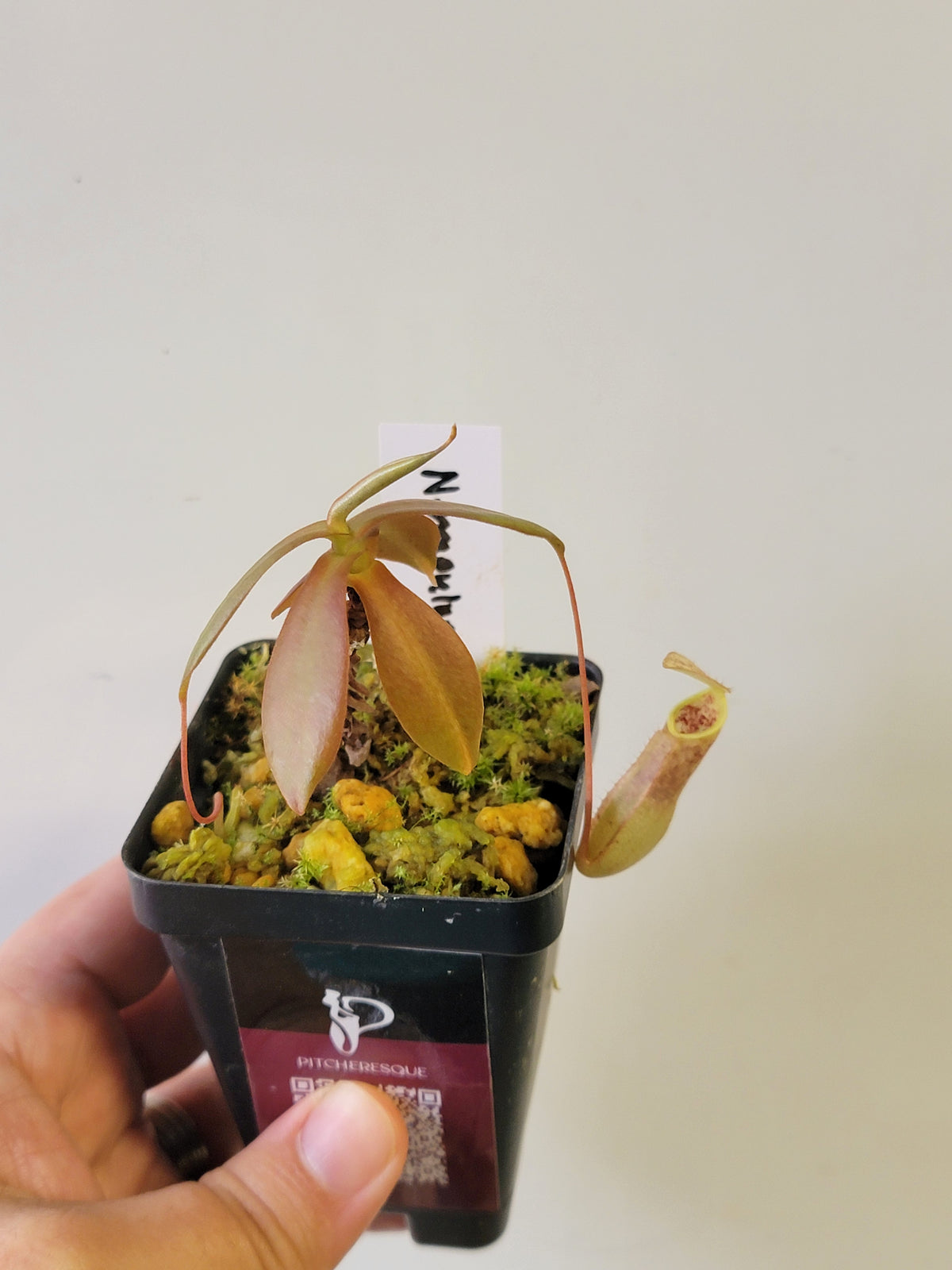 Nepenthes mapuluensis BCP