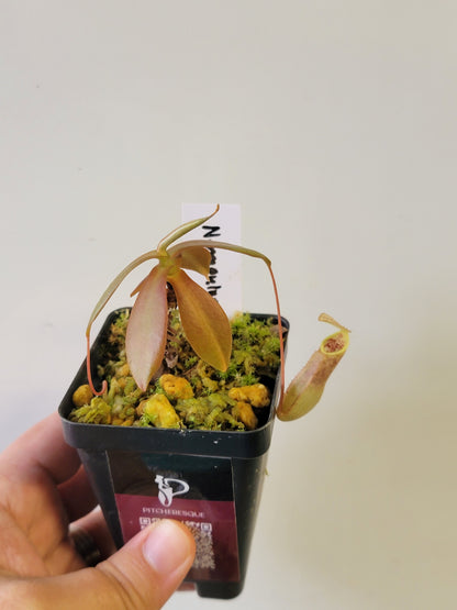 Nepenthes mapuluensis BCP
