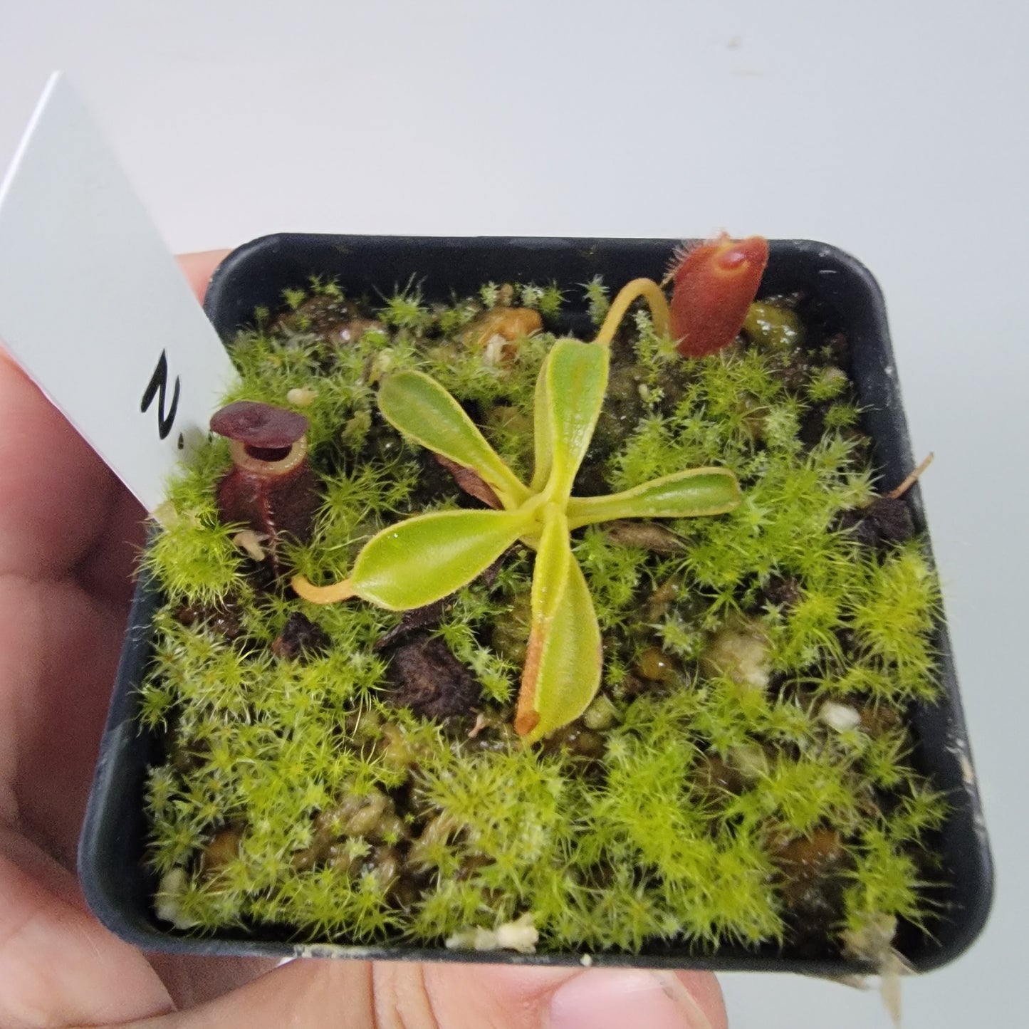 Nepenthes lowii BE *New Clone*