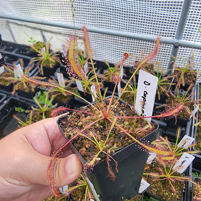 Drosera capensis SG