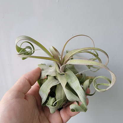 Tillandsia streptophylla 4"