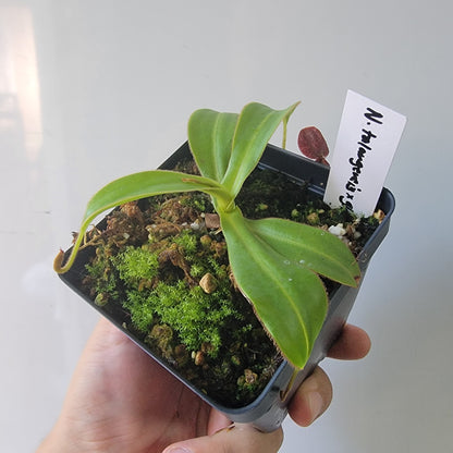 Nepenthes talangensis x glandulifera BE