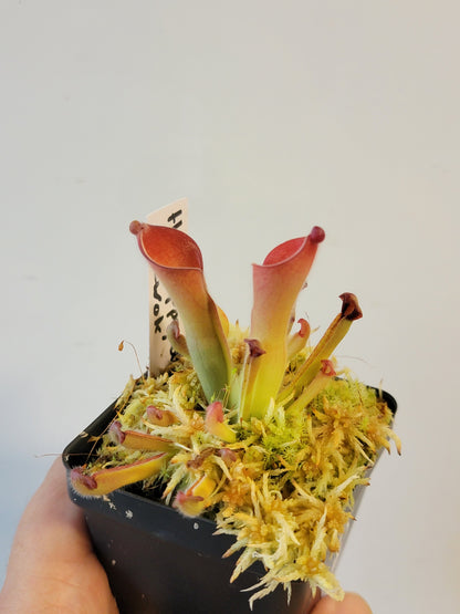 Heliamphora exappendiculata "Ewok" AW