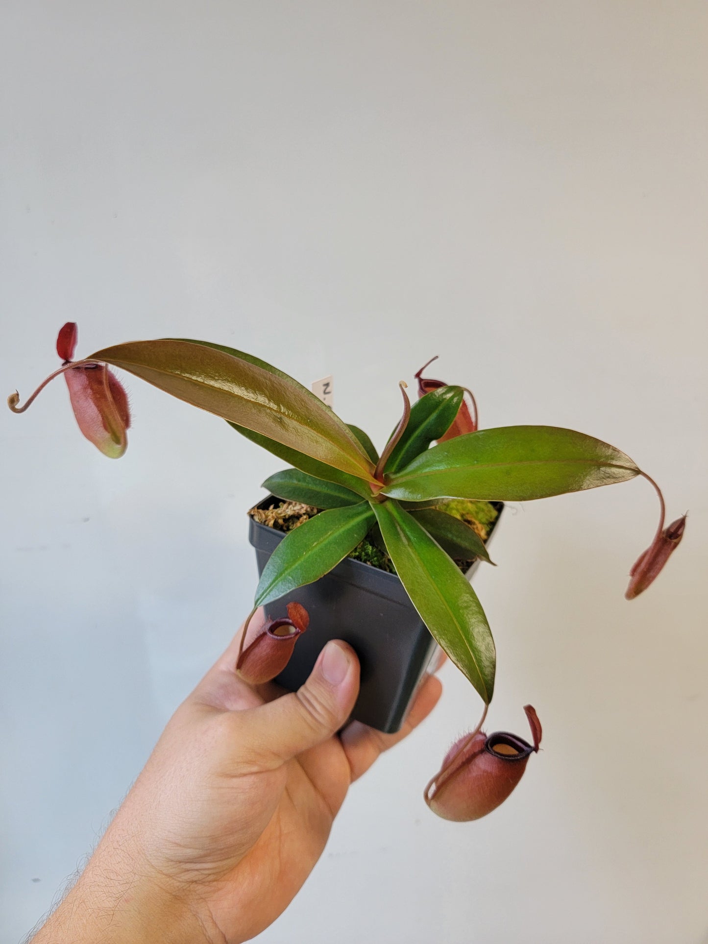 Nepenthes ampullaria x sibuyanensis BE