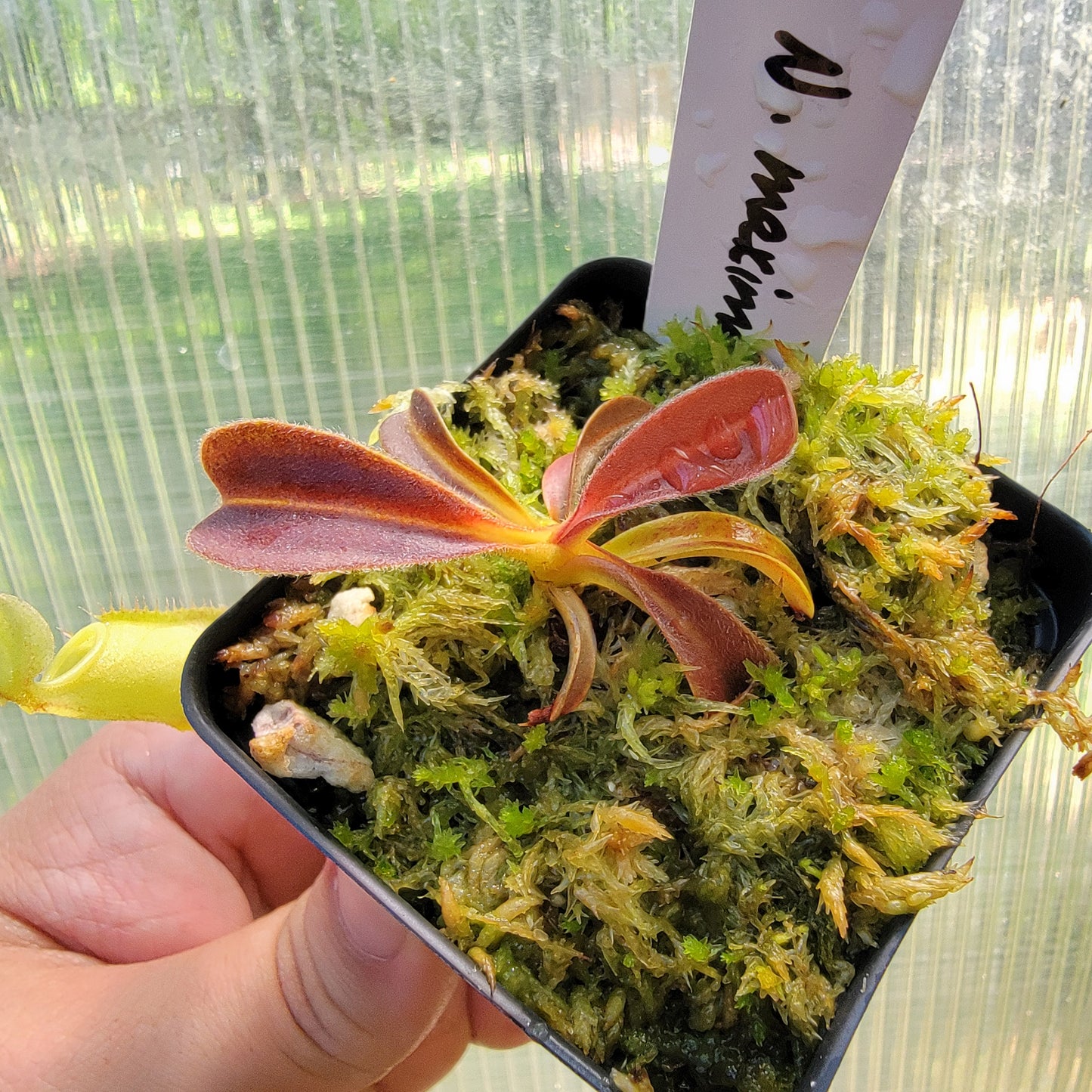 Nepenthes maxima purple wavy leaf BE