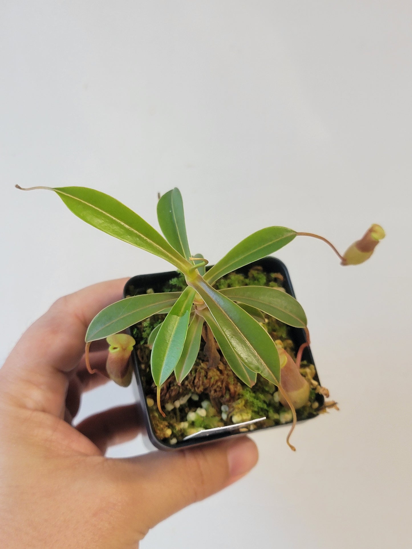 Nepenthes barcelonae BE