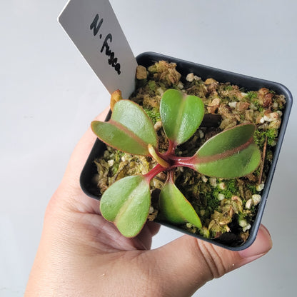 Nepenthes fusca BE