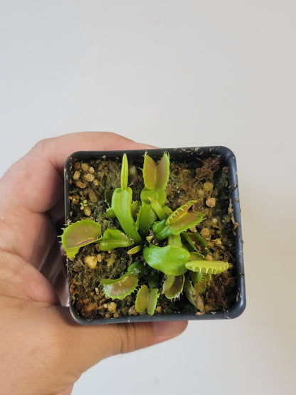Dionaea musc. "Villarica"