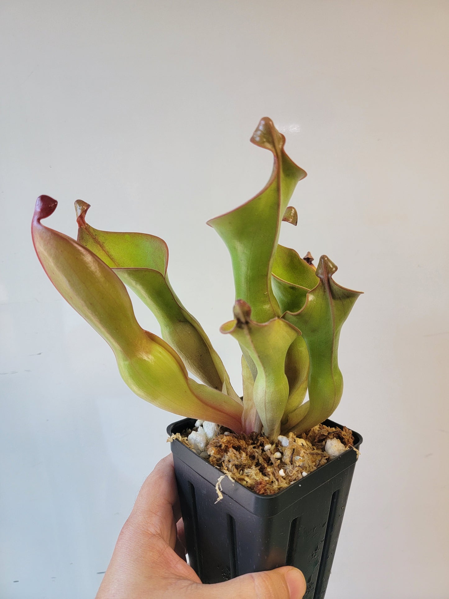 Heliamphora nutans x glabra 'Giant'