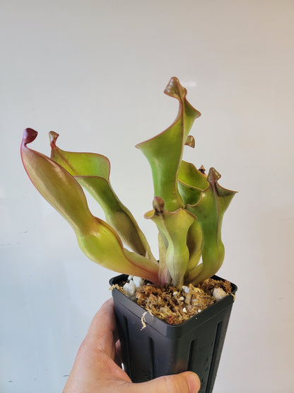Heliamphora nutans x glabra 'Giant'