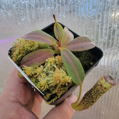 Nepenthes vogelii BE