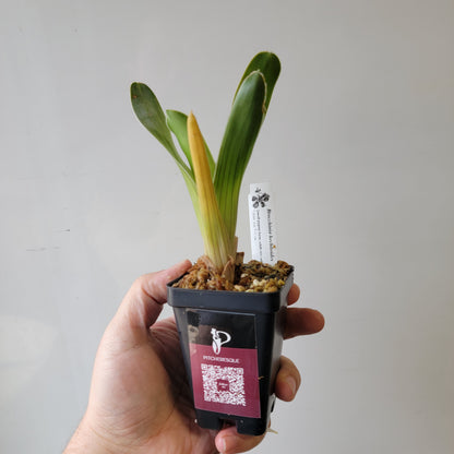 Brocchinia hechtioides (pygmy form) BCP