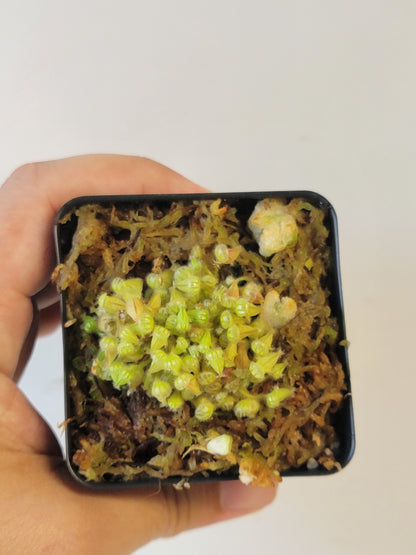 Cephalotus follicularis BCP