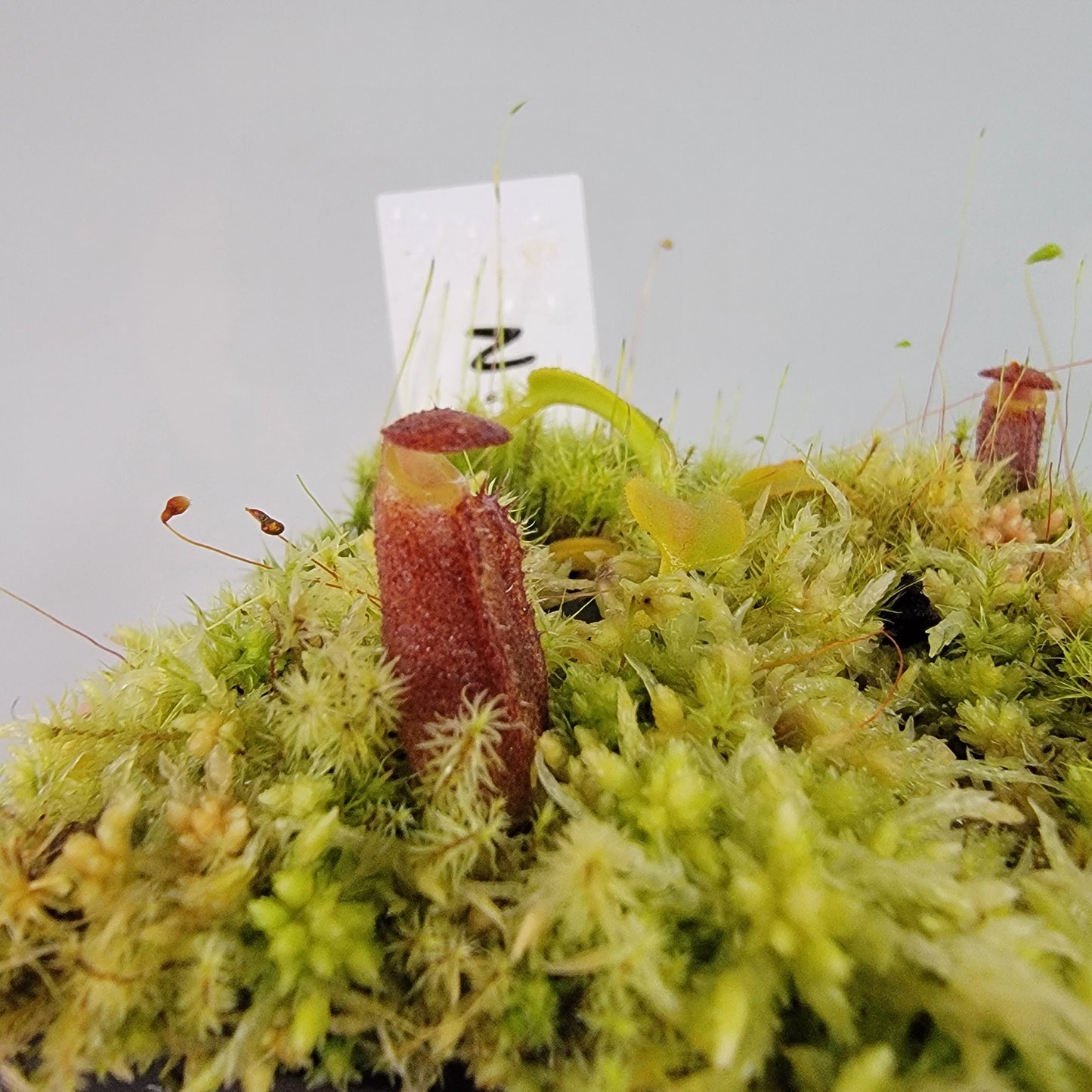 Nepenthes lowii BE