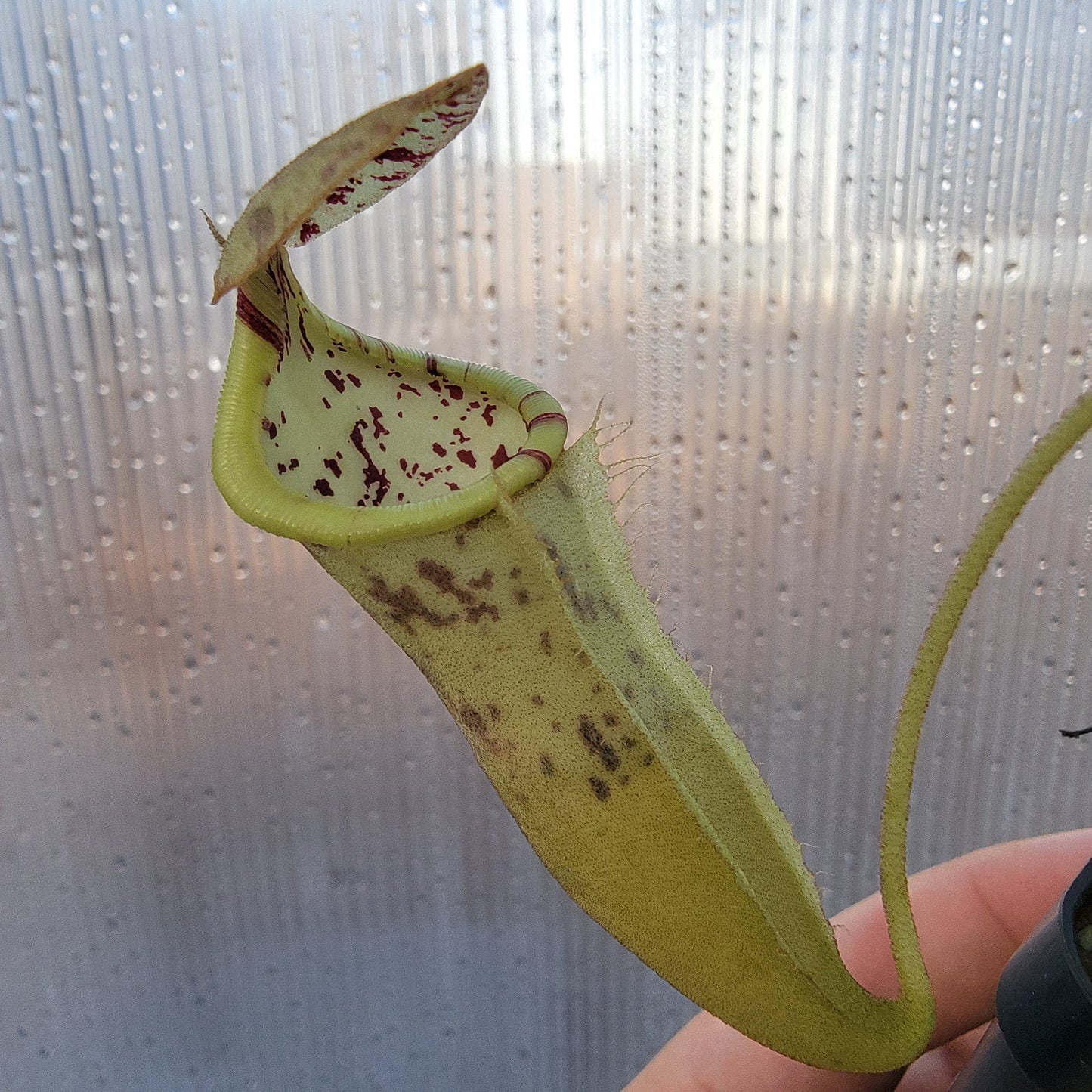 Nepenthes burbidgeae x campanulata BE