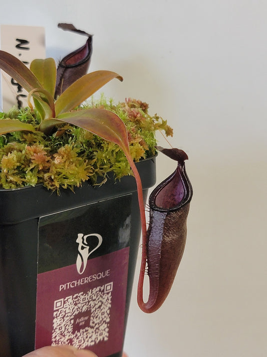 Nepenthes lingulata x jamban BE