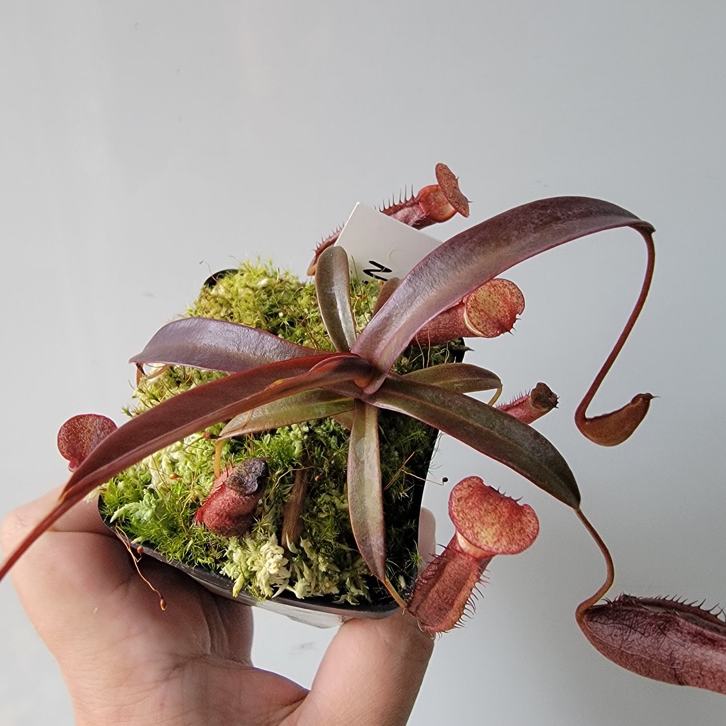 Nepenthes densiflora BE