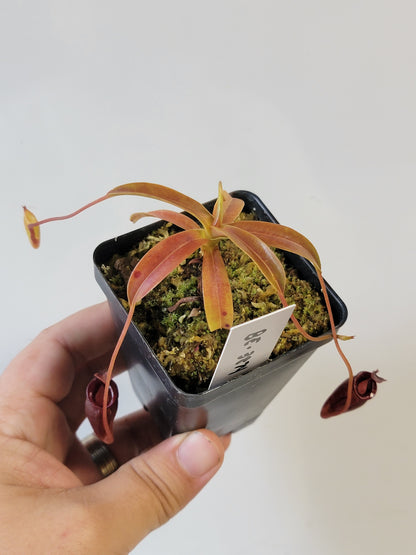 Nepenthes jacquelineae BE
