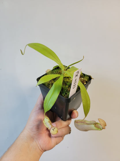 Nepenthes spectabilis x mirabilis var. globosa BE