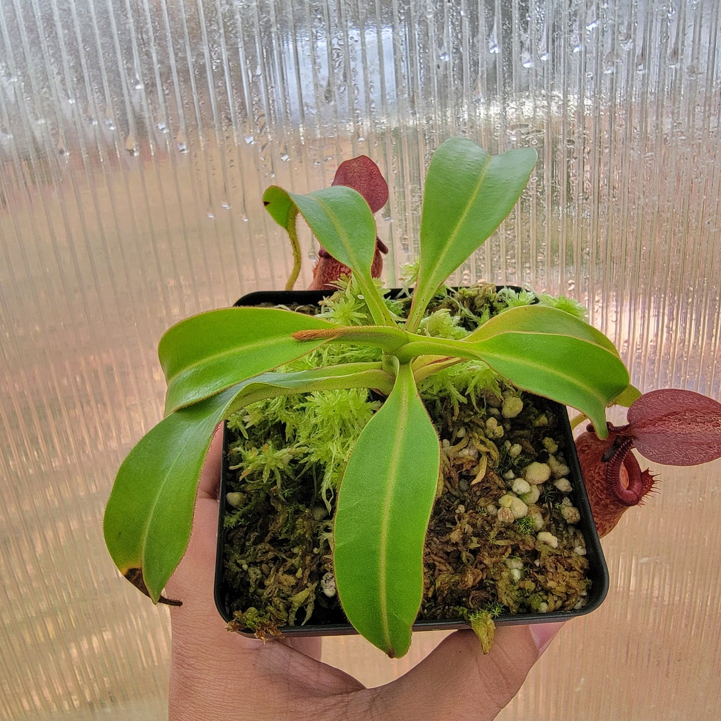 Nepenthes ventricosa x hamata BE