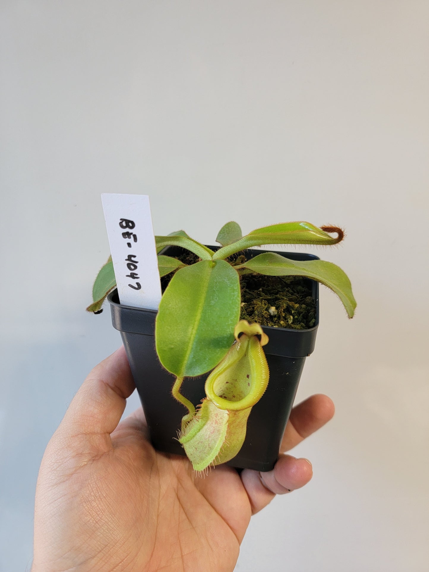 Nepenthes petiolata x veitchii BE