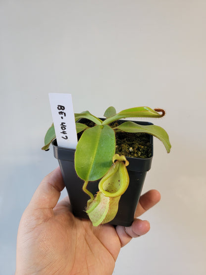 Nepenthes petiolata x veitchii BE