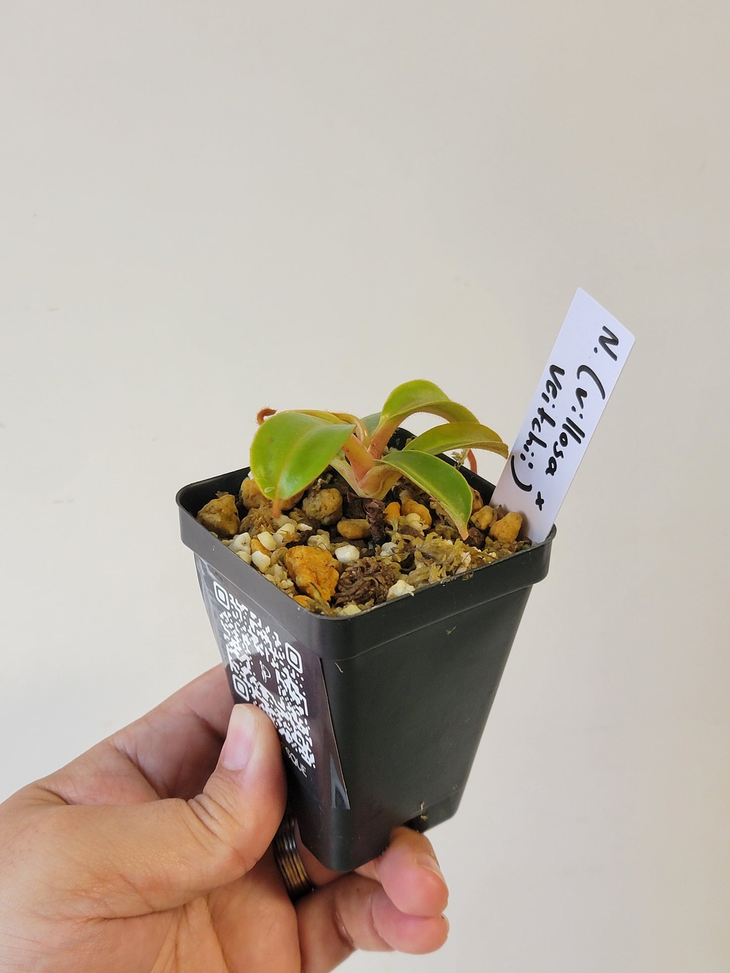Nepenthes villosa x veitchii (striped peristome) BE
