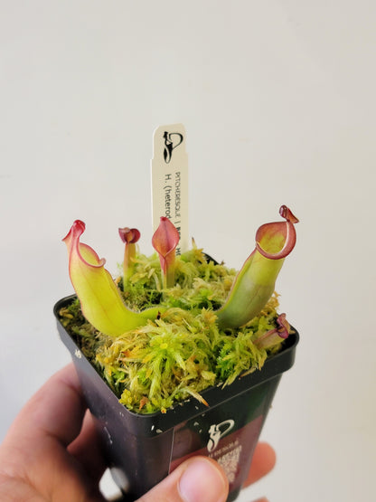 Heliamphora heterodoxa x ionasii BCP