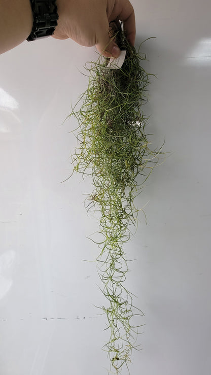 Tillandsia usenoides GG Small