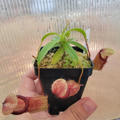 Nepenthes ventricosa x hamata BE