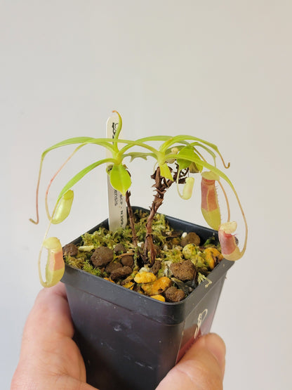 Nepenthes sibuyanensis BCP