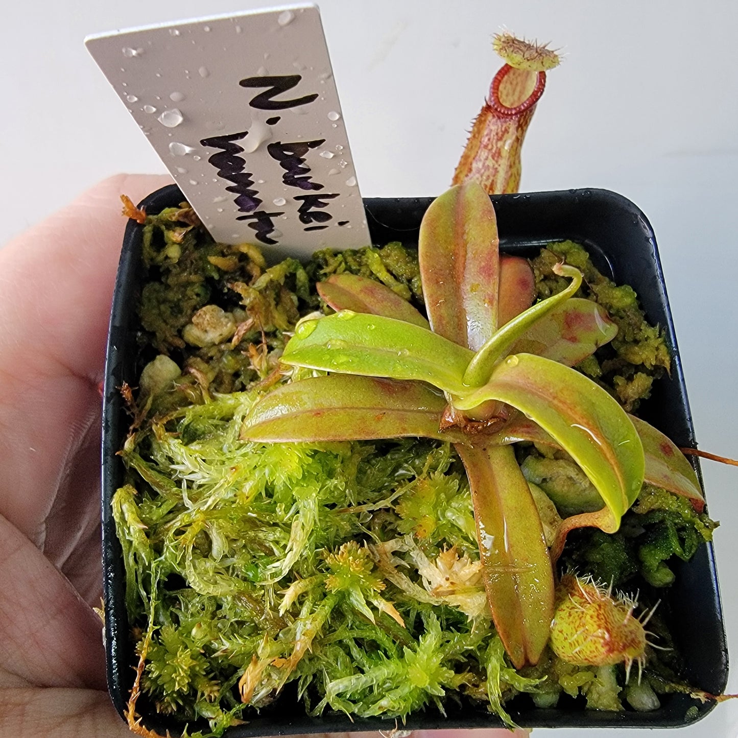 Nepenthes burkei x hamata BE