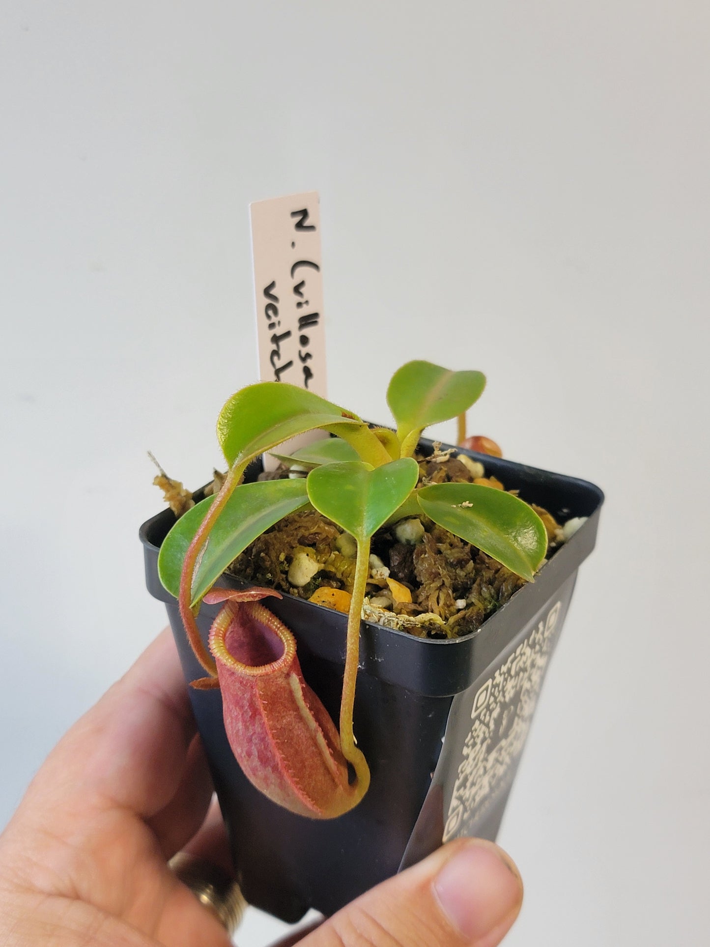 Nepenthes villosa x veitchii (striped peristome) BE
