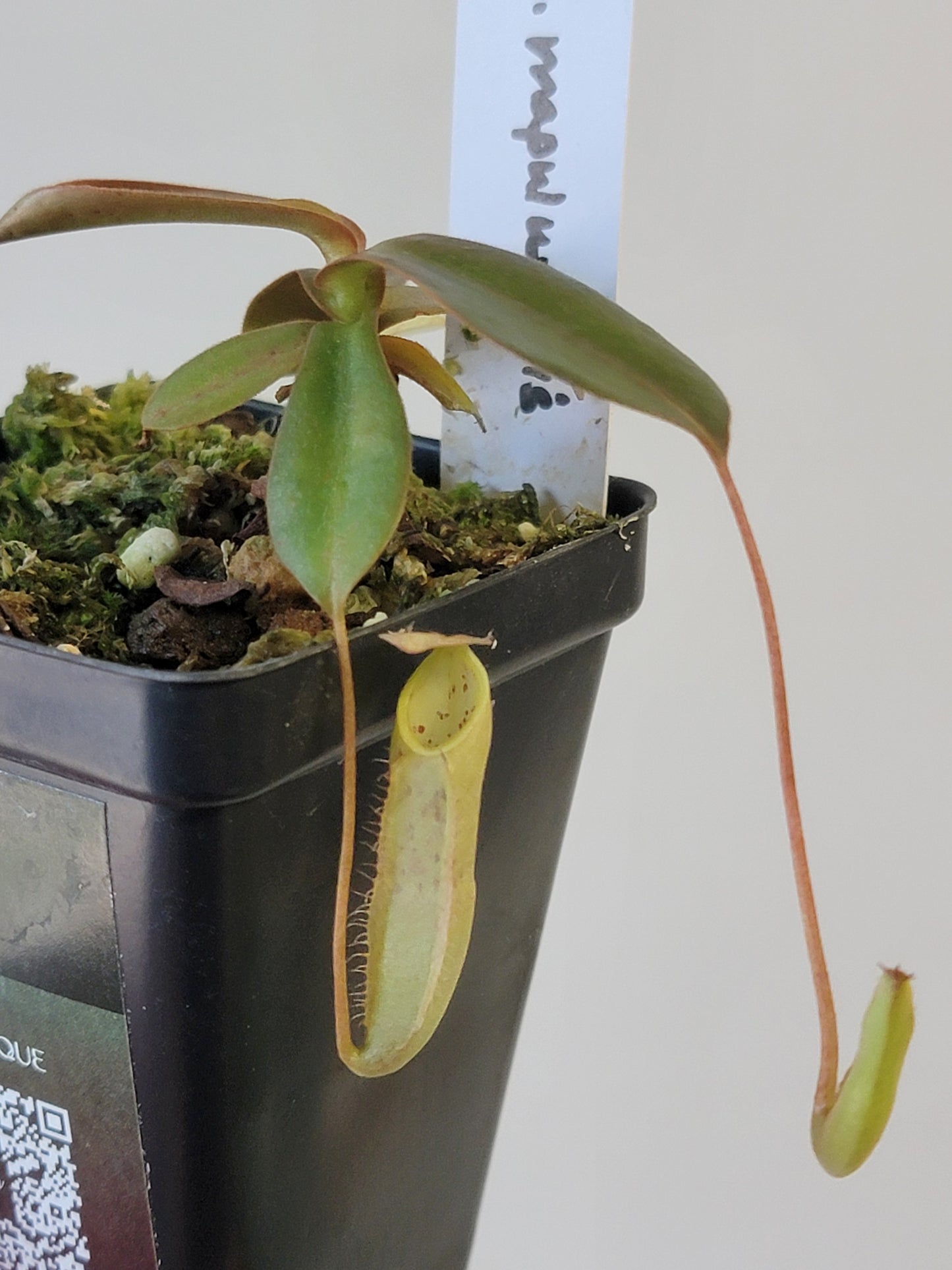 Nepenthes mapuluensis BE